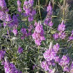 Физостегия виргинская "Вариегата" (Variegata)